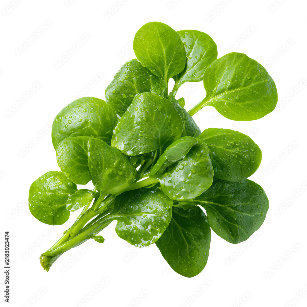 Fototapeta premium Fresh, vibrant green leaves with water droplets (2)