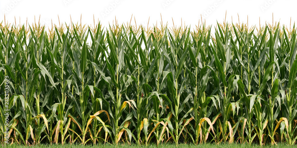 Obraz premium Corn and maize plants in a dense green field crop for agriculture farming isolated on a clean white background