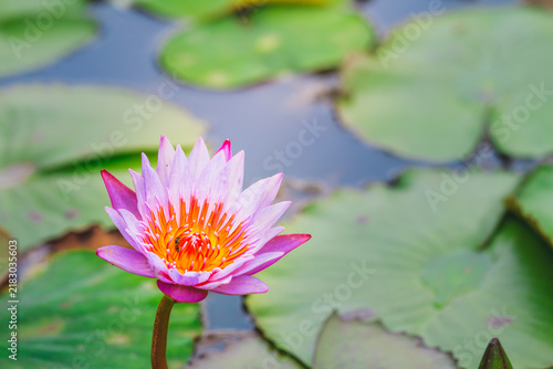 Canvas Print A vibrant pink water lily blooming gracefully in a tranquil pond with floating g