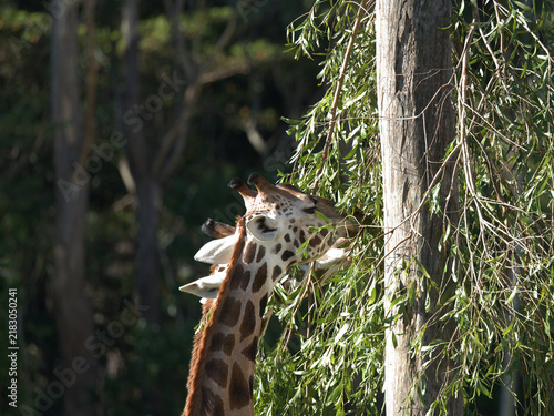 Konstfotografi Two Giraffes Eating Green Leaves from a Tree in Australia