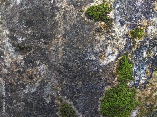 Moss growing on old weathered concrete wall texture background