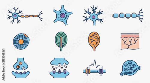 Bild auf Leinwand Medical illustration of nervous system elements featuring multipolar neurons, synaptic transmission, sensory receptors like Pacinian corpuscles, axon myelin sheaths, and ion channels