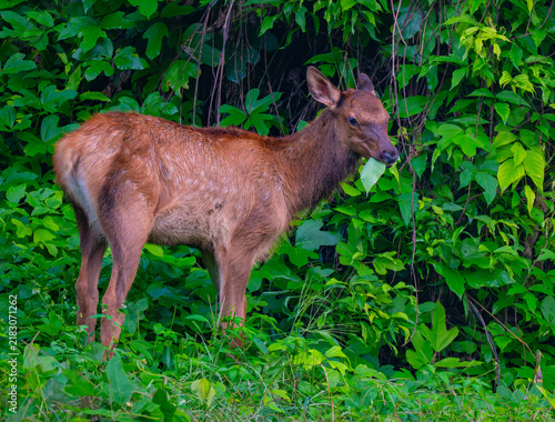 Fotografie Elk calf with faint spots still showing eating kudzu in Cherokee, North Carolina