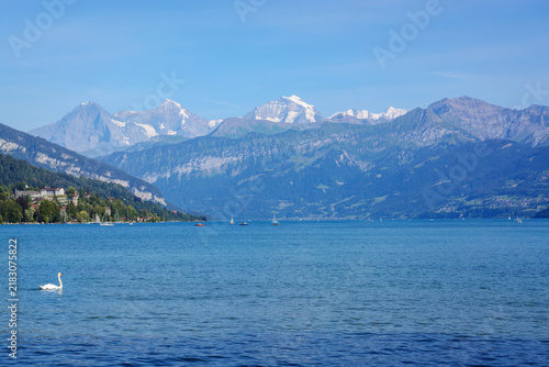 View of Lake Thun in Switzerland with a white swan