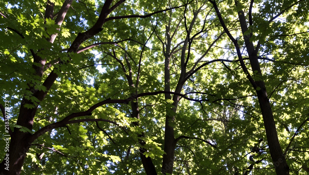 Fototapeta premium Sunlight Through Forest Canopy: Lush green leaves form a dense canopy overhead, with golden sunlight dappling through the branches, creating a serene and tranquil atmosphere in the forest.