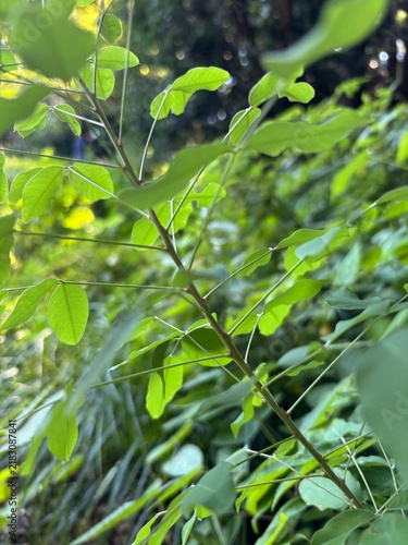 Cuadro en lienzo Fresh green leaves on a branch with soft bokeh background in summer