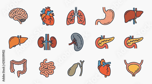 Bild auf Leinwand Medical illustration set of human internal organs including brain, heart, lungs, stomach, liver, kidneys, spleen, pancreas, intestines, gallbladder and bladder icons on white background