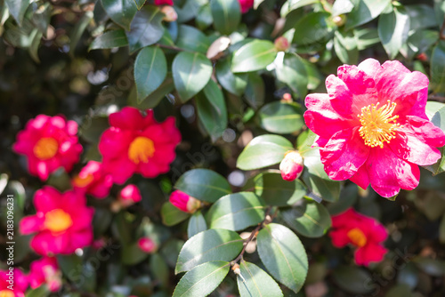 日本の冬の花　さざんか　つばき