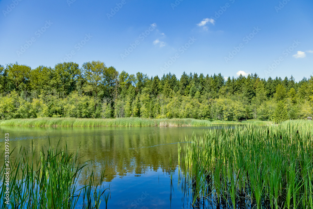 Obraz premium Tranquil lake scene with lush green reeds and dense forest backdrop, Willow Trail, Surrey, BC V3R 8A8, Canada