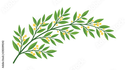Fresh green eucalyptus leaves isolated