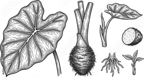 Vintage Hand Drawn Taro Root Vector Set Featuring Detailed Engravings of Large Elephant Ear Leaves, Tubers, Roots, and Sprouts for Botanical and Agricultural Organic Designs