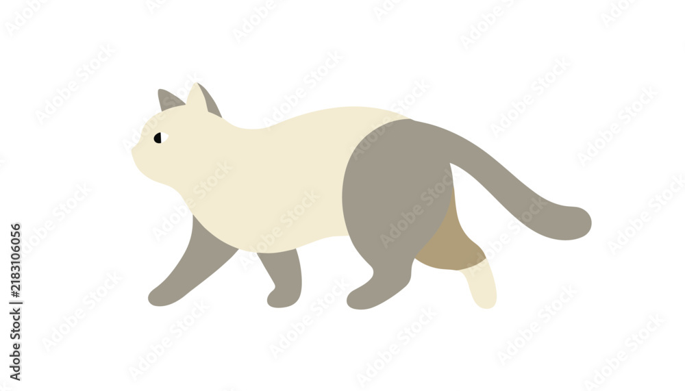 Fototapeta premium Beautiful Siamese cat with cream body and dark grey points walking gracefully isolated on a white background.