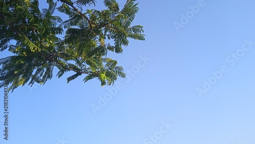 Foto Green tree branches against a clear blue sky daytime outdoor scene