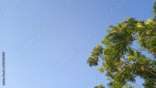Foto Green tree branches against a clear blue sky daytime outdoor scene