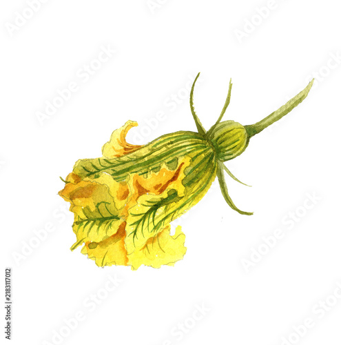 watercolor drawing sketch of flower of pumpkin isolated at white background, hand drawn illustration