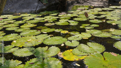 Foto water lilies in the pond