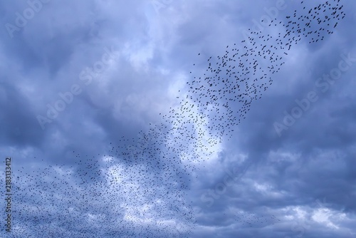 Starlings (Sturnus vulgaris) gather over the roost while the clouds herald a restless night, autumn migration, spring migration, bird migration, assembly point, flight formation, storm, thunderstorm, Germany