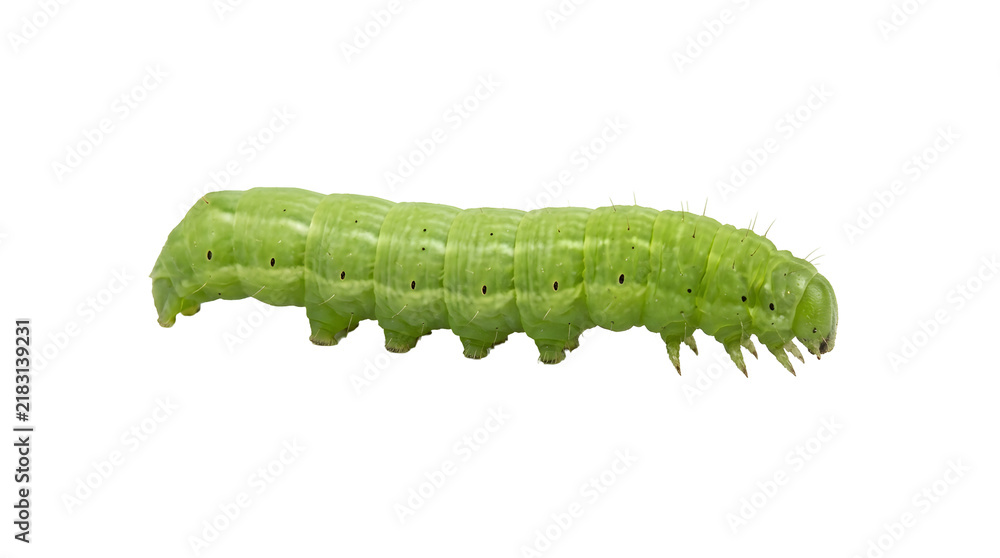 Obraz premium Detailed green caterpillar isolated on transparent background