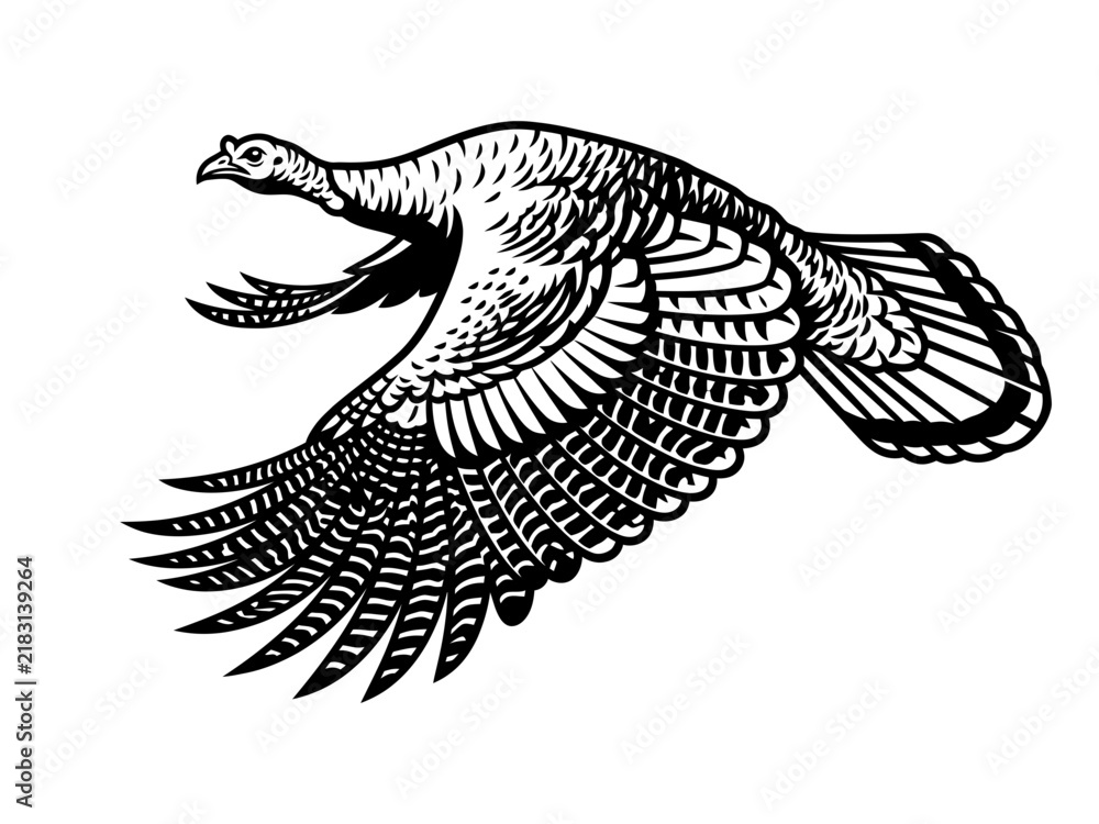 Fototapeta premium wild turkey flying hunting vector illustration black and white