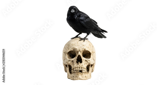 Fotografía Black raven perched on top of human skull isolated on transparent background