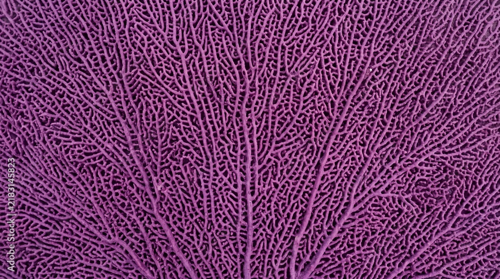 Fototapeta premium Purple Sea Fan Coral Texture Background