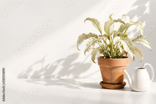 Terracotta potted plant with pale leaves and white ceramic watering vessel, retail banner