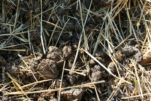 Manure pile horse manure horse droppings in a field