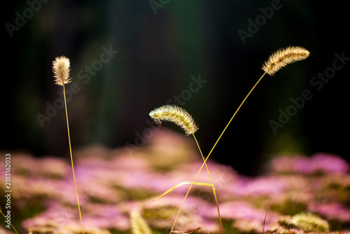 A close-up of the setaria, The withered ragweed plants stand out against the black background.