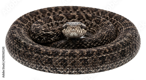 Foto Coiled venomous viper snake ready to strike