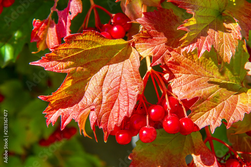 Картината върху платно Red viburnum berries hanging on a branch with autumn leaves