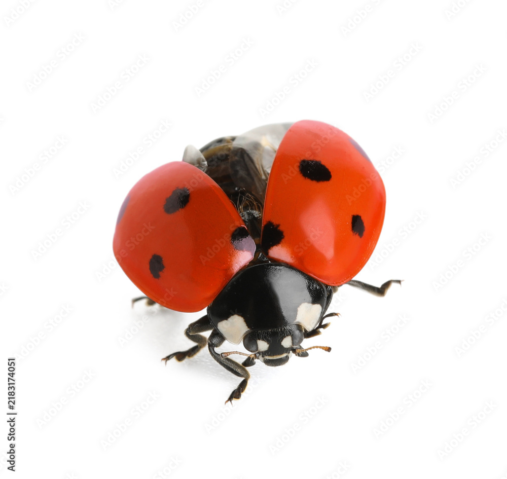 Fototapeta premium Biodiversity and nature conservation, ladybug with open wings in flight, insect macro photography for environmental science and organic farming concepts