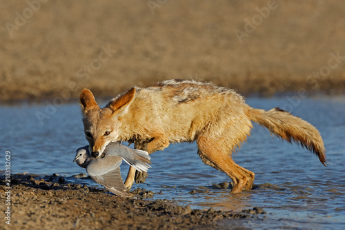 Konstfotografi A black-backed jackal (Canis mesomelas) hunting a dove, Kalahari desert, South A