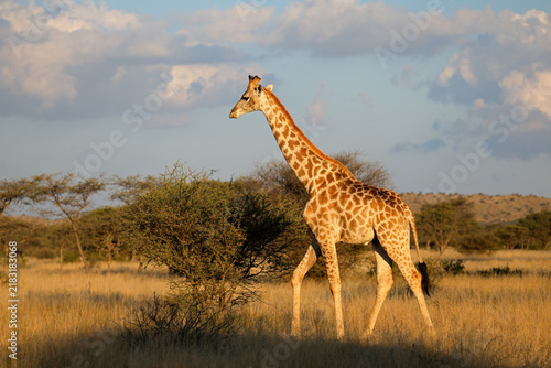 Photography A giraffe (Giraffa camelopardalis) walking in natural habitat, Mokala National P