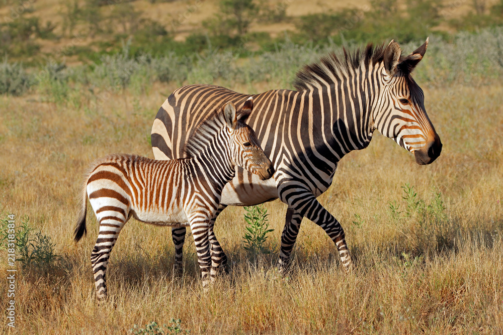 Fototapeta premium A Hartmanns mountain zebra (Equus zebra hartmannae) mare with foal, Etosha National Park, Namibia