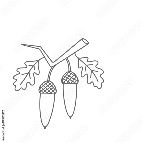 Oak acorns and leaves outline