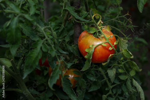 A large ripe tomato matures on a bush surrounded by dense green leaves in a garden. This fresh organic vegetable grows naturally on an outdoor farm. A healthy harvest is ready for picking to cook deli