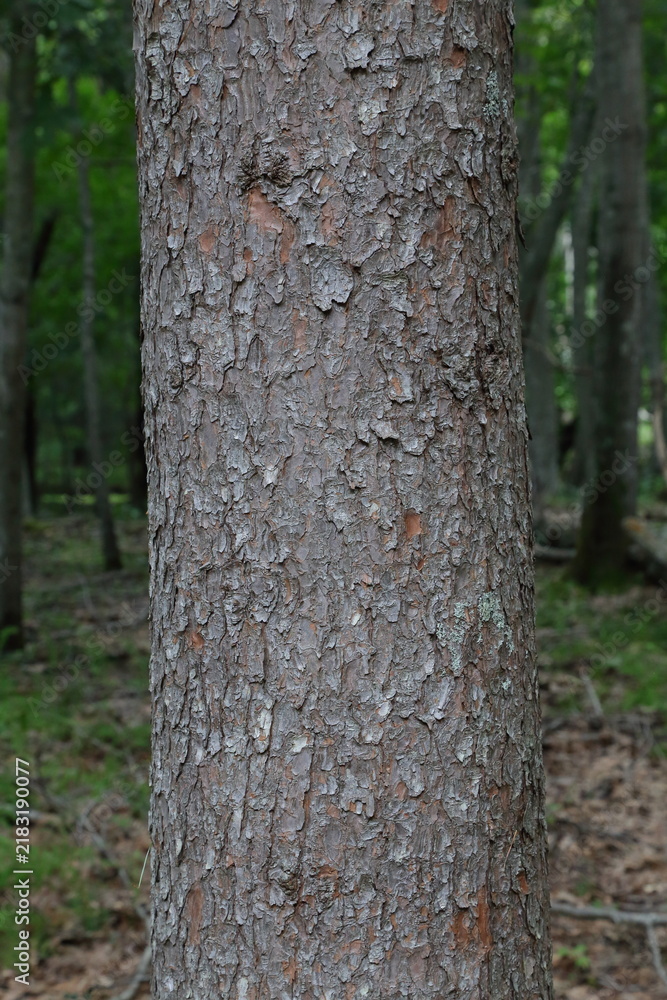 Obraz premium Korean Pine Bark in a Forest in Hokkaido, Japan