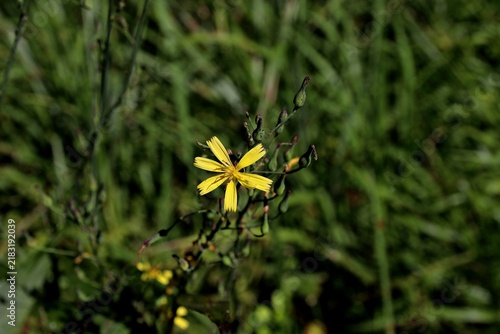산씀바귀, 국화과, 고들빼기속, Lactuca raddeana Maxim