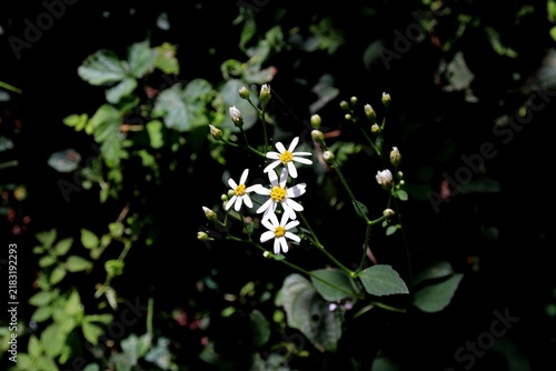 Fototapeta 참취나물, 야생화, Aster scaber, 다년생초, 별, 산나물