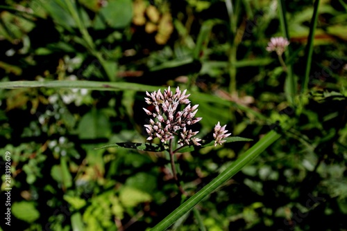 Fototapeta 향등골나물, 야생화, 국화과, 여러해살이풀, Triparted-leaf eupatorium
