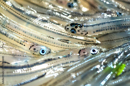 a close up photograph of a group of galaxiidae fish, known locally in New Zealand as whitebait on a plate ready to be cooked. The focus is on one of the eyes