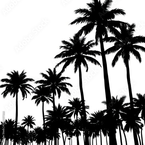 Black outline palm trees on a white background, palm tree, outline