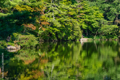 Tranquil garden pond reflecting lush green trees in calm water