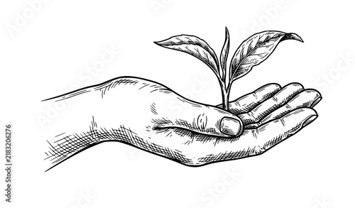 Vintage hand holding fresh tea sprout vector illustration with botanical leaves and traditional black line art for tea packaging
