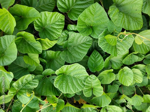 Obraz na plátně Dense lush green kudzu leaves texture overhead view creating a thick natural foliage wall backdrop for eco friendly concepts
