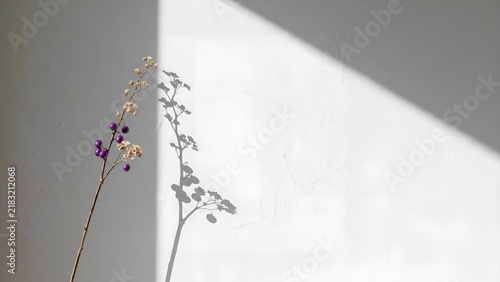 Minimalist composition with dried purple flowers and delicate shadows on white wall.