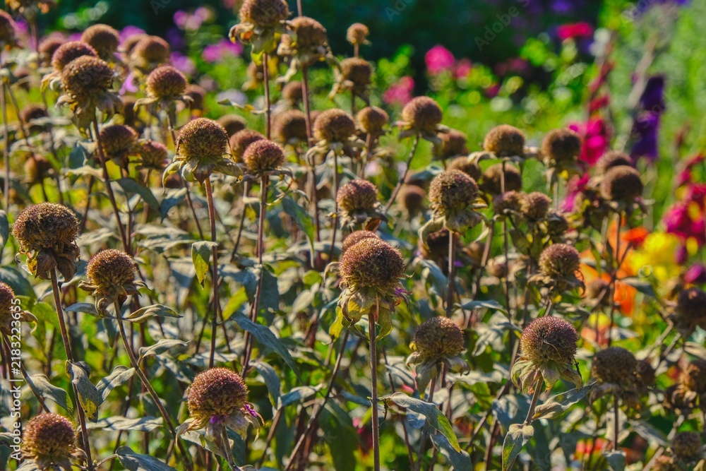 Obraz premium Spent Echinacea flowers form mature seed heads in autumn garden. Perennial medicinal plant grown for ornamental and herbal use.