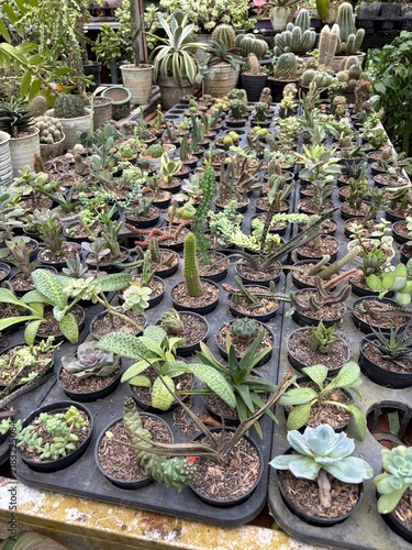 plants in pots