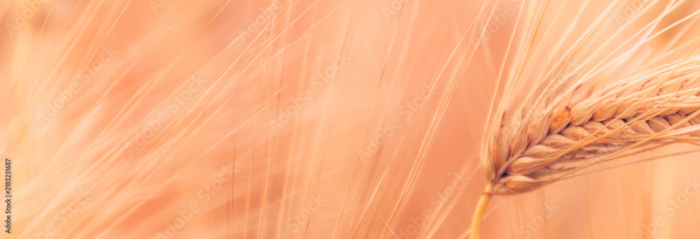 Obraz premium Golden barley ear against a soft-focus field background, evoking harvest, abundance, warmth and rustic simplicity for agricultural, cereal, and nature projects.