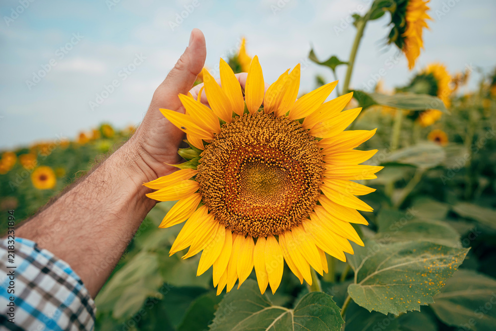 Fototapeta premium Point-of-view close-up of a farmer's hand holding and examining a blooming sunflower head in a cultivated field. Crop inspection, agriculture and plant health concept.